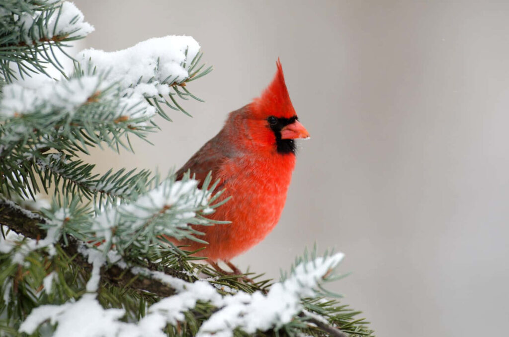 Northern Cardinal perched on snow-covered pine branch vibrant red bird in winter nature wallpaper