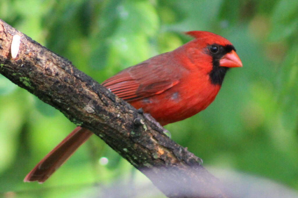 Vibrant Northern Cardinal perched on textured branch with lush green foliage nature wallpaper
