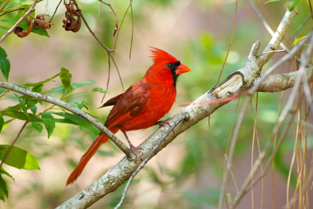 Vibrant Northern Cardinal perched on tree branch with bright red feathers and green foliage background Wallpaper