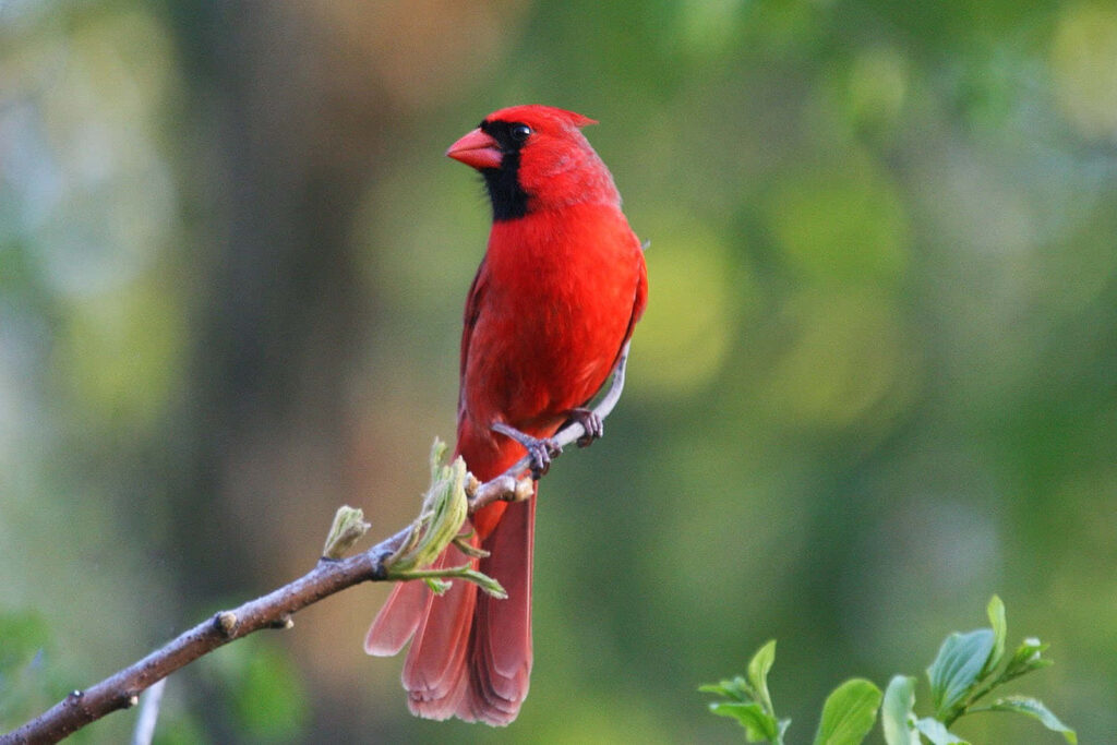 Northern Cardinal perched on tree branch with bright red feathers and green blurred background Wallpaper
