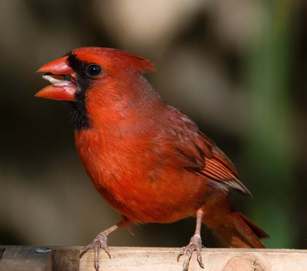 Bright Northern Cardinal perched on wooden railing with vivid red feathers in natural setting Wallpaper