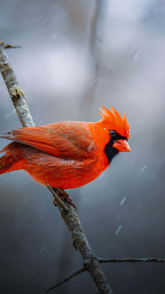 Vibrant Northern Red Cardinal in Serene Winter Background Wallpaper