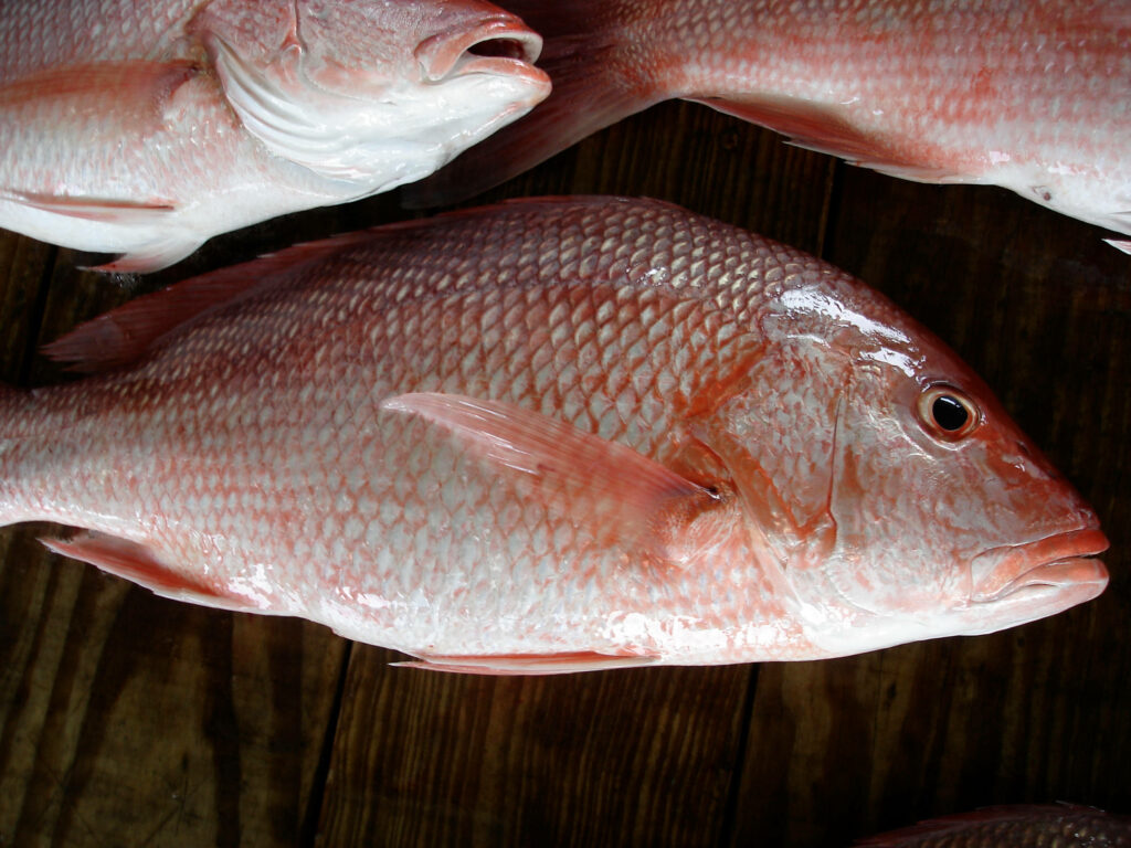 Close-Up of Northern Red Snapper on Wood - Vibrant Texture Wallpaper