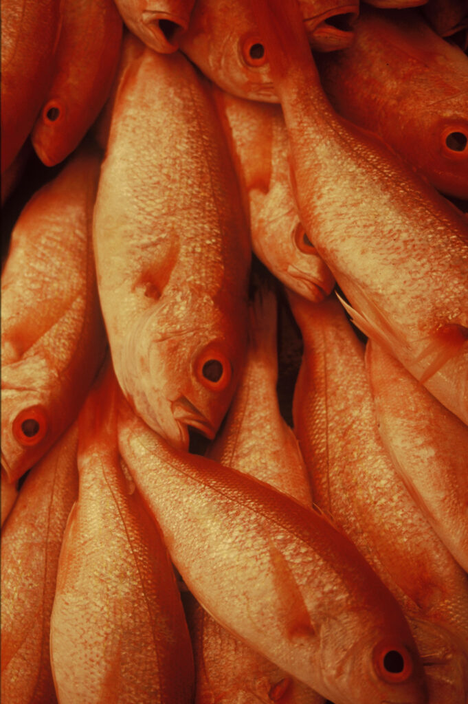 Vibrant Northern Red Snapper Wallpaper: Close-Up of Textured Beauty
