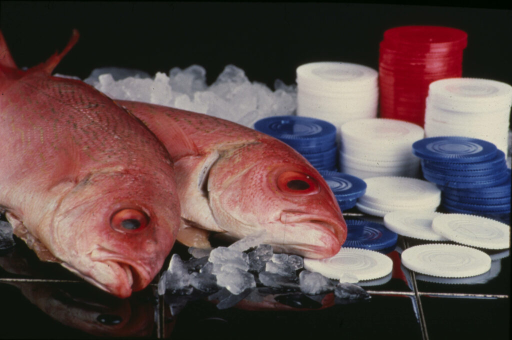 Vibrant Northern Red Snapper Wallpaper on Crushed Ice with Colorful Tokens