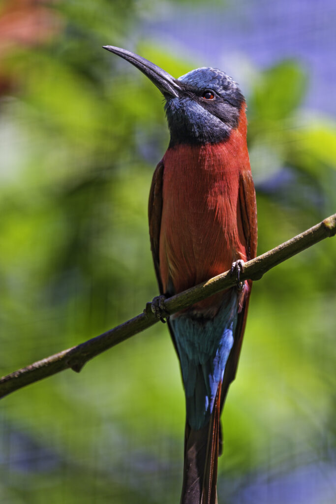 Vibrant Nubian Bee-Eater Perched on Branch Amid Green Foliage Wallpaper