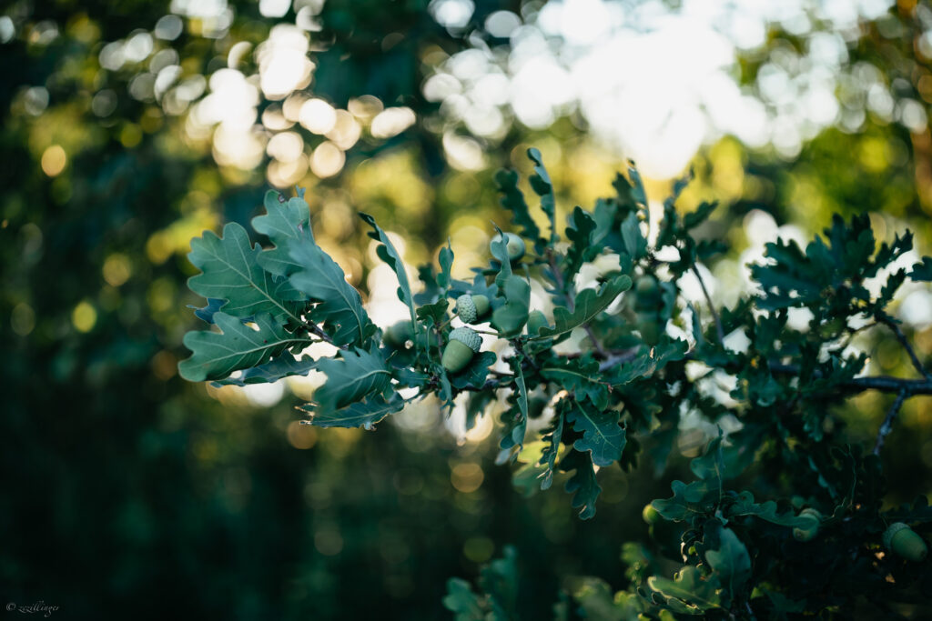 Vibrant oak branch with green leaves and acorns against a blurred natural woodland background Wallpaper