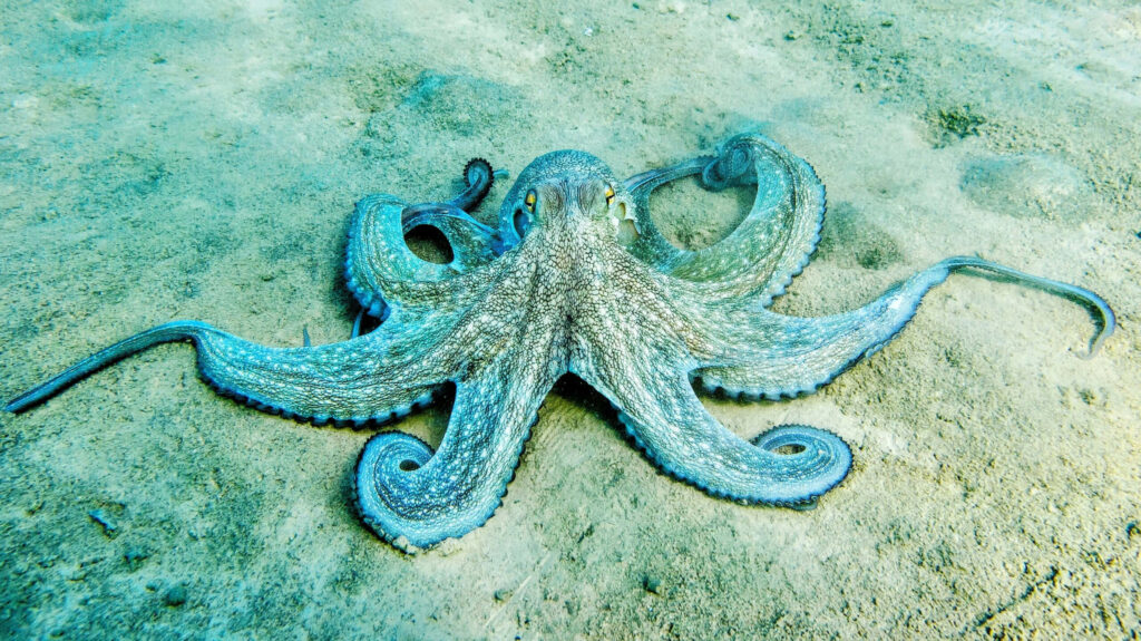 Vibrant Octopus Wallpaper: Intricate Patterns on Sandy Seabed Background