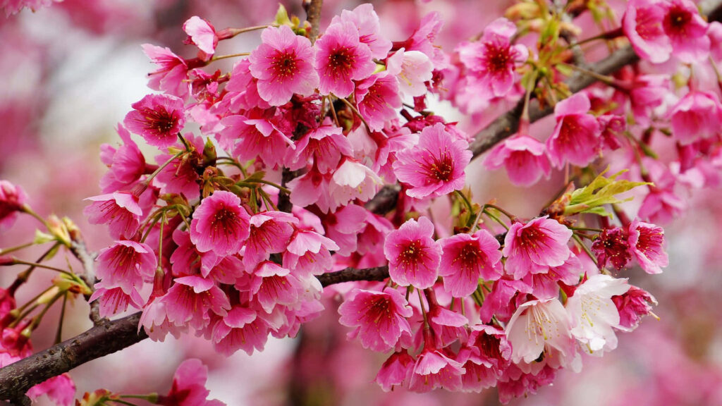 Vibrant Okinawa Cherry Blossoms Wallpaper | Springtime Background