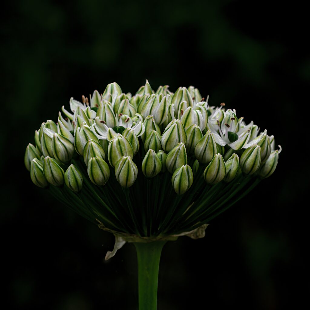 Macro Onion Flower Wallpaper: Intricate Blooms on Dark Background