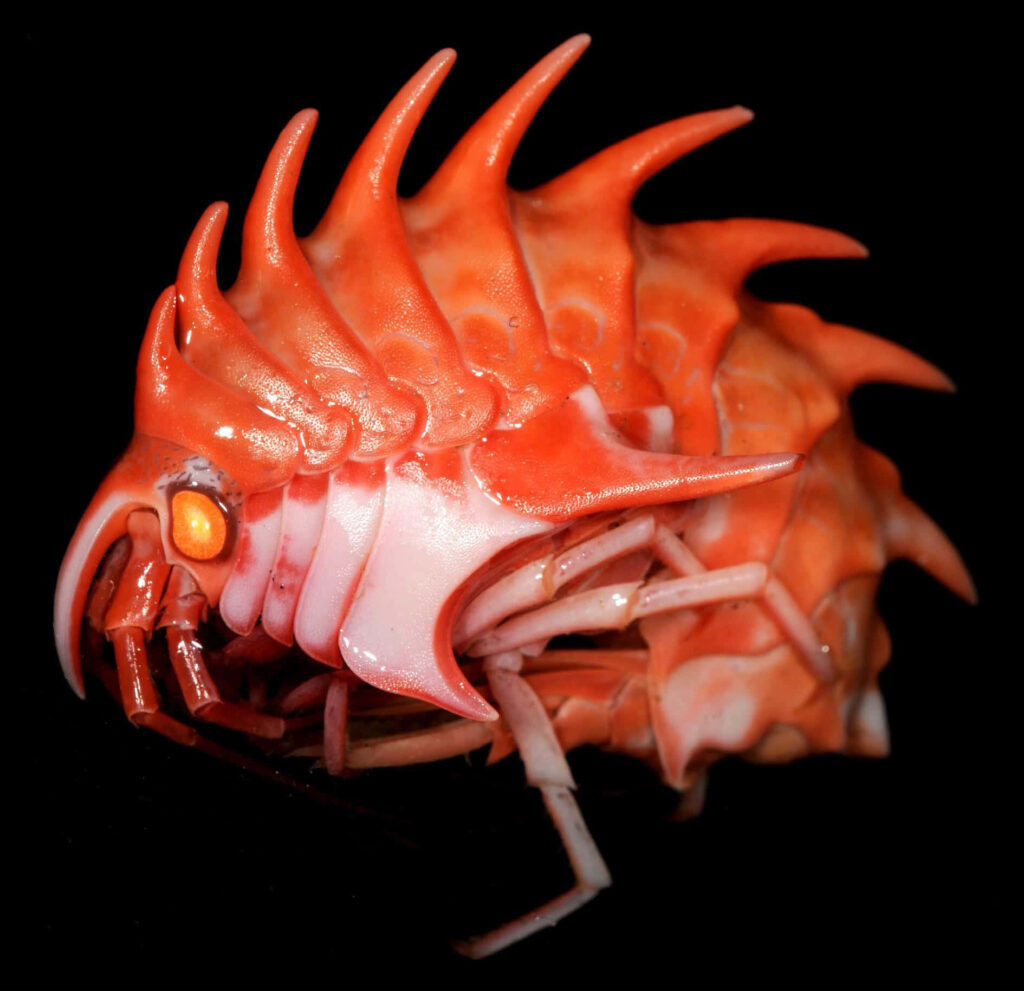 Vibrant orange amphipod with spiny ridges on black background detailed textured wallpaper