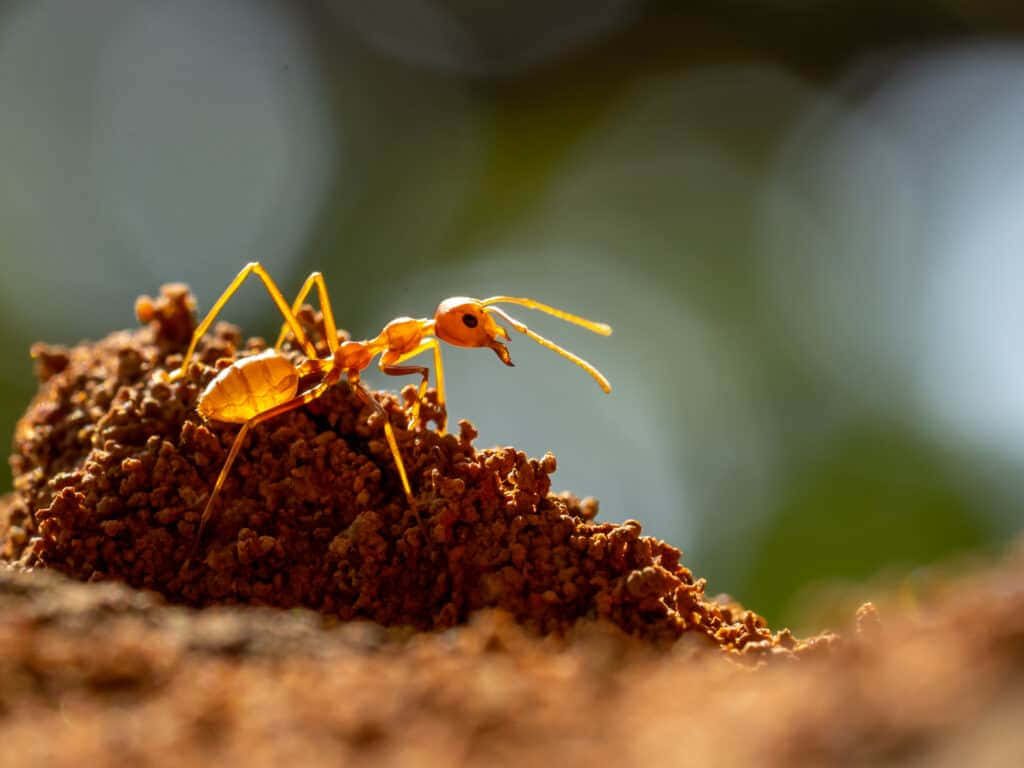 Vibrant orange ant on textured soil mound with golden backlight macro nature wallpaper close-up