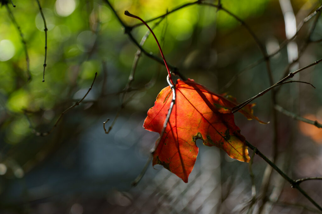 Vibrant Close-Up of Autumn Leaf: Soft Blurred Nature Wallpaper