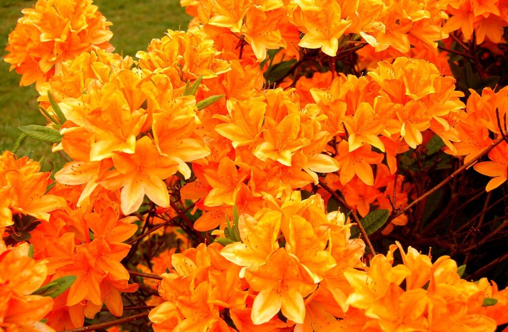 Vibrant Orange Azalea Blossoms Wallpaper - Cheerful Background