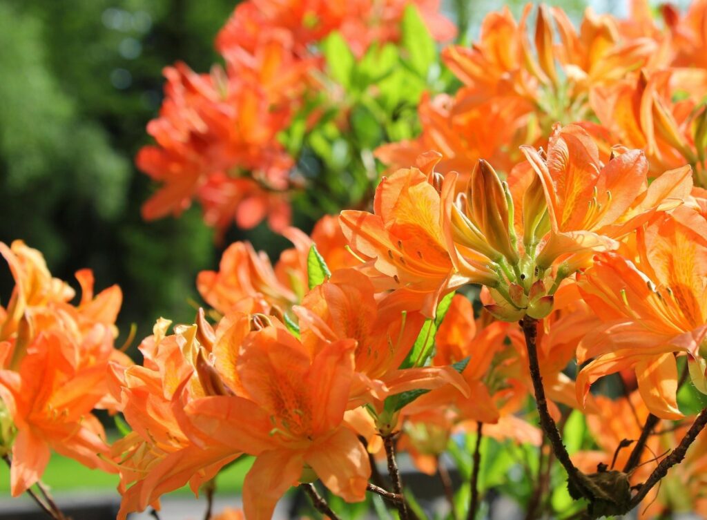 Vibrant Orange Azaleas in Bloom: Detailed Floral Wallpaper Background