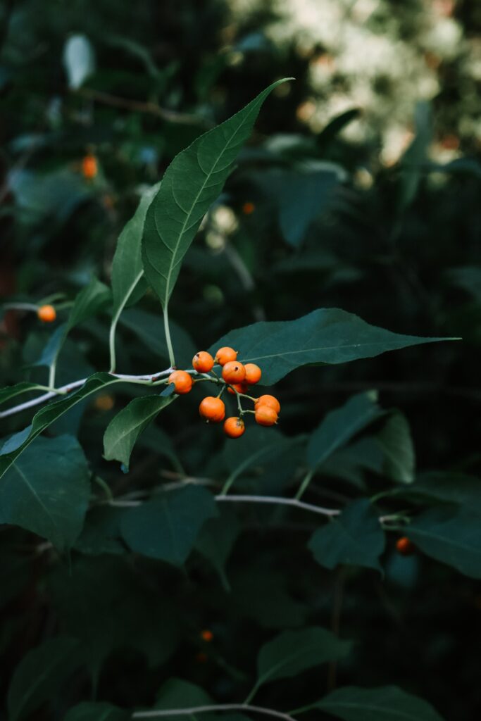 Close-up of bright orange berries on green leaves with blurred background vibrant botanical wallpaper