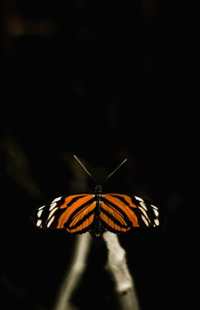 Vibrant Orange & Black Butterfly Close-Up Wallpaper Background