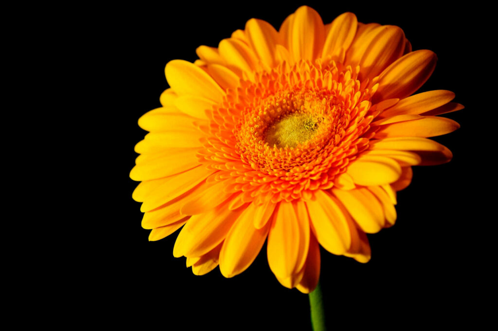 Close-up of vibrant orange Gerbera daisy with textured center on black background high contrast Wallpaper