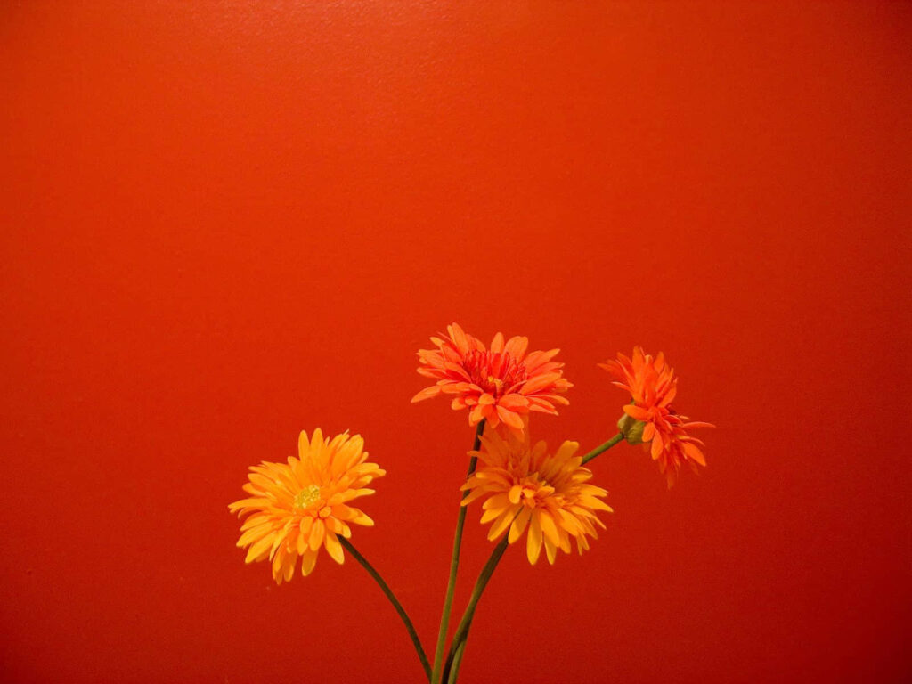 Vibrant Orange Blossom Minimalist Wallpaper for Cheerful Background