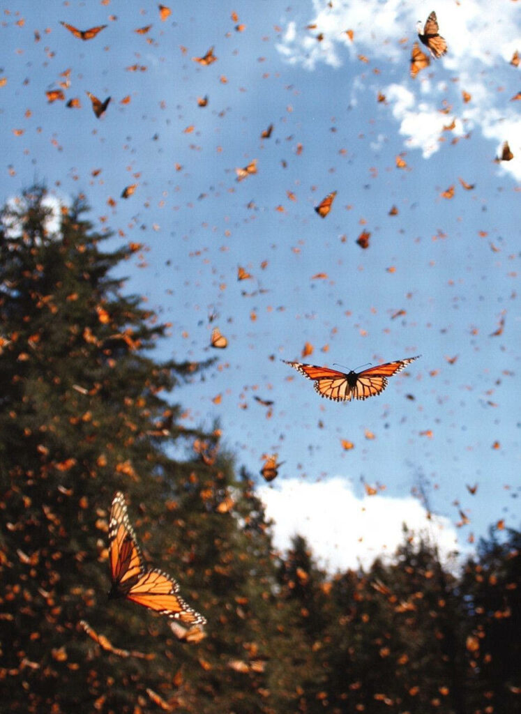 Vibrant Orange Butterflies Wallpaper Against Blue Sky & Trees
