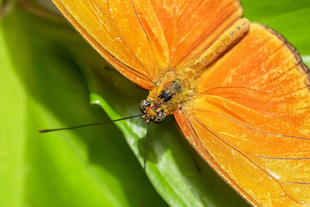 Vibrant Orange Butterfly Close-Up Wallpaper on Green Leaf
