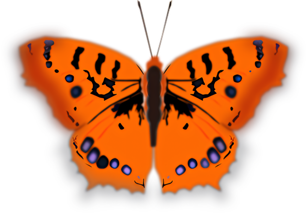 Vibrant Orange Butterfly Illustration on Transparent Background Wallpaper