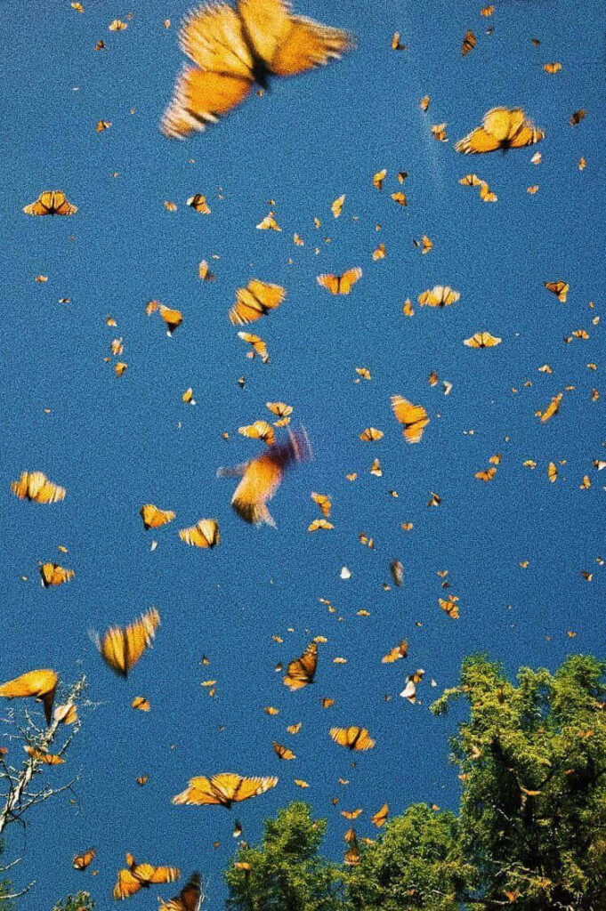 Vibrant Orange Butterflies Wallpaper Against Blue Sky & Green Trees