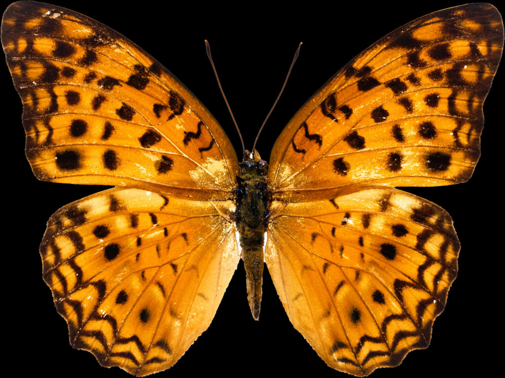 Vibrant Orange Butterfly Wallpaper: Detailed Beauty & Intricate Patterns