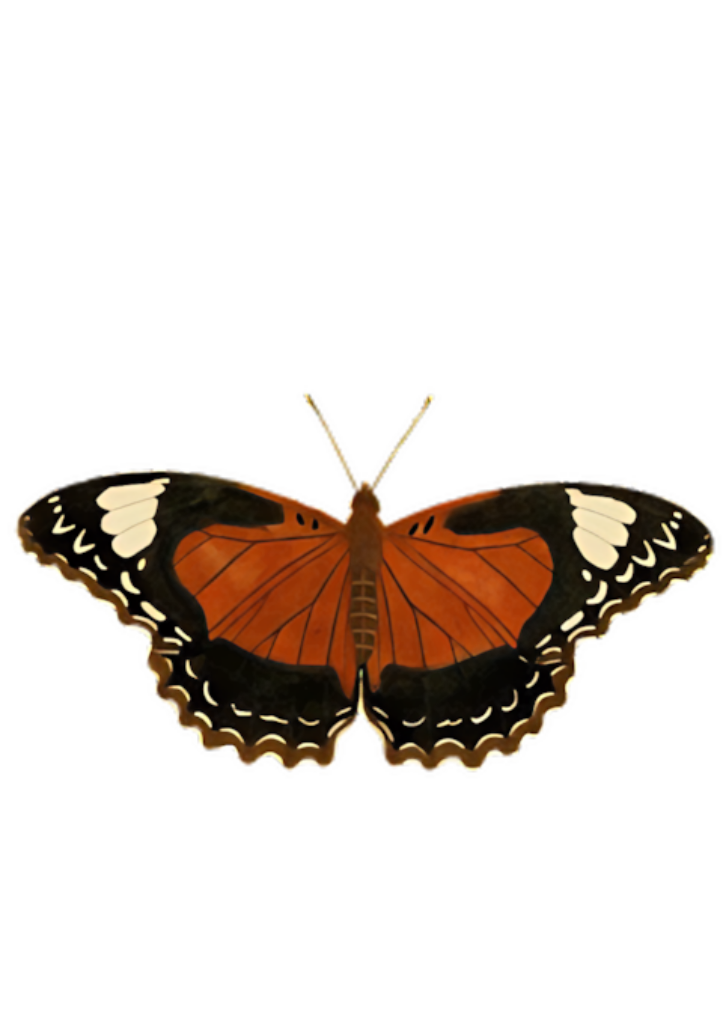Vibrant Orange Butterfly Wallpaper: Black Background, Stunning Patterns