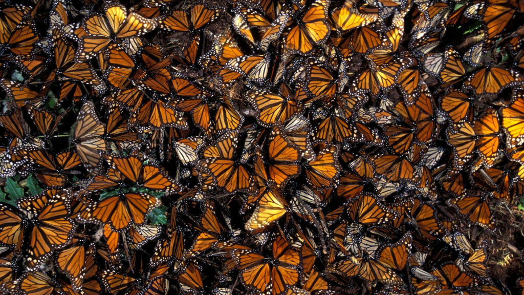 Vibrant Orange Butterflies Wallpaper: Stunning Natural Pattern Background