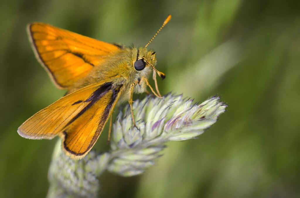 Vibrant Orange Butterfly Close-Up Wallpaper with Green Blur Background