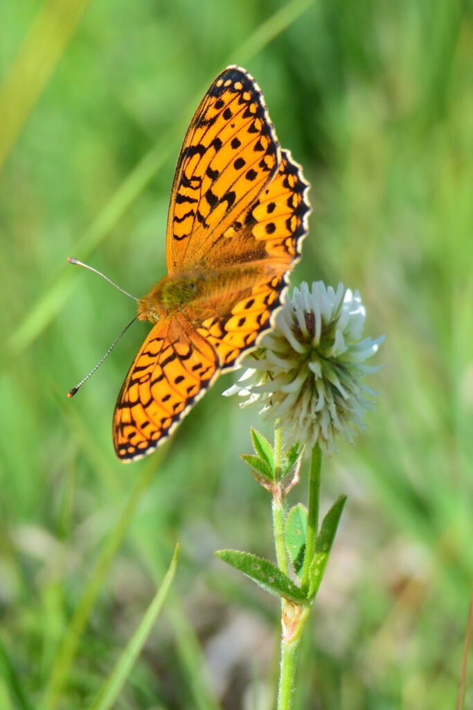 Vibrant Orange Butterfly on White Clover - Nature's Close-Up Wallpaper