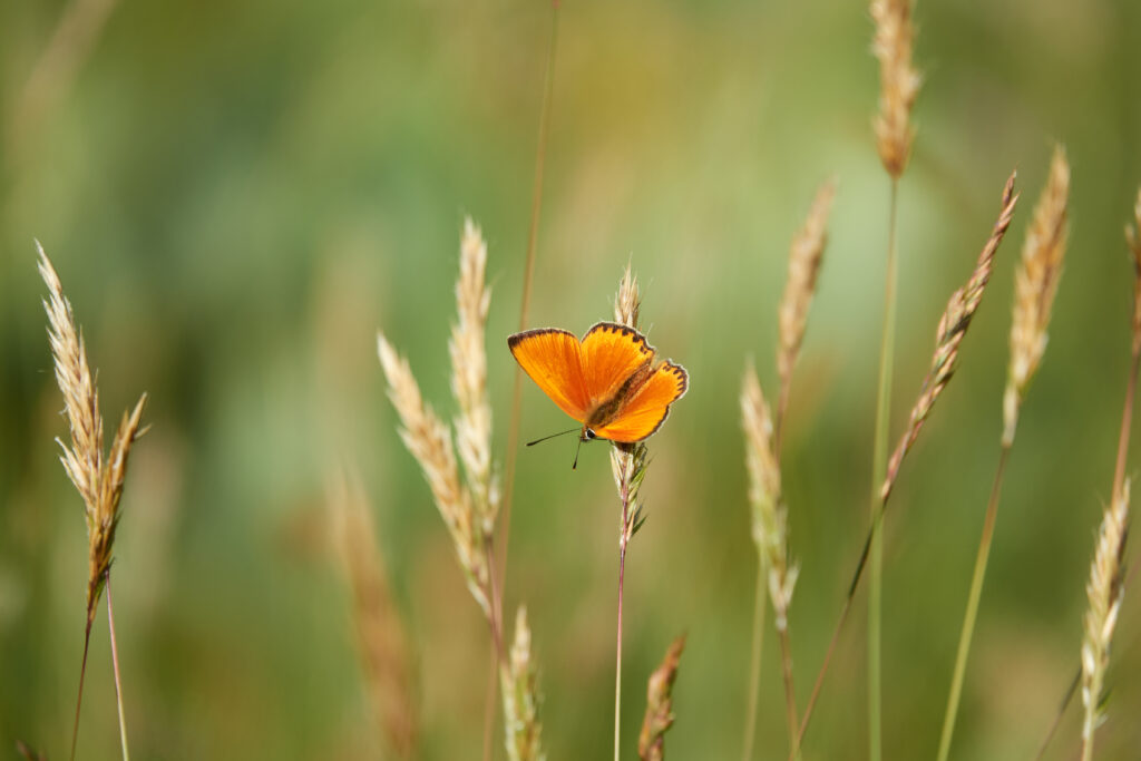 Vibrant Orange Butterfly on Grass - Serene Wallpaper Background
