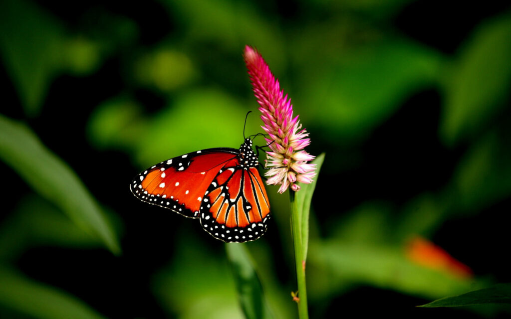 Vibrant Orange Butterfly on Pink Cockscomb Flower Wallpaper Background