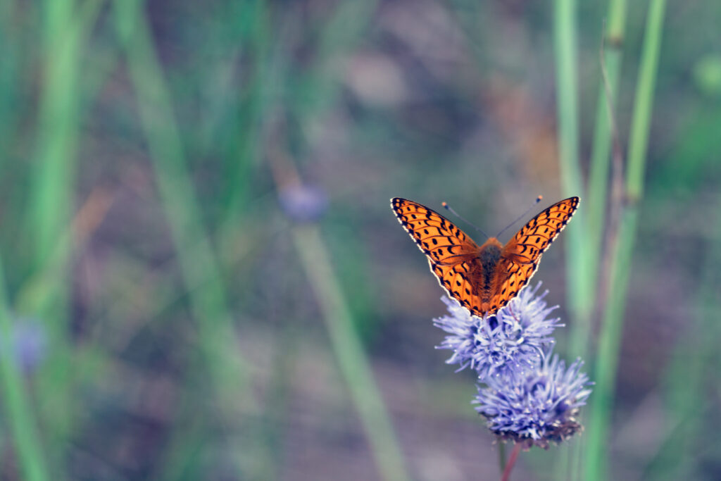 Stunning Macro: Orange Butterfly on Purple Flower - Wallpaper Background