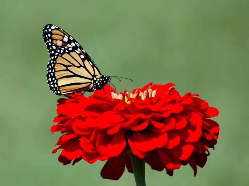 Vibrant Orange Butterfly on Red Cosmos Flower - Wallpaper Background