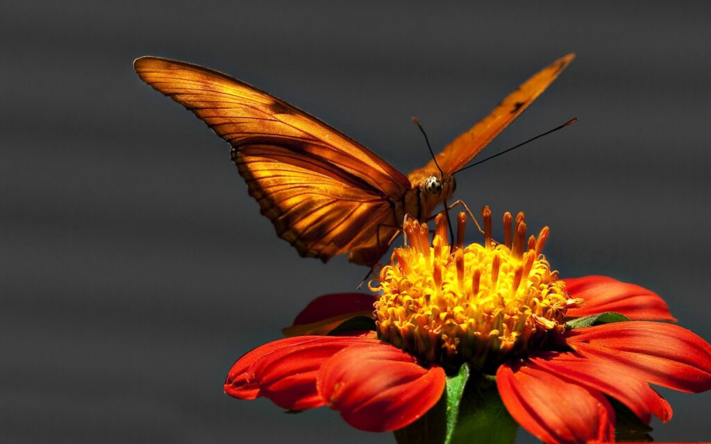 Vibrant Orange Butterfly on Red-Orange Flower: Stunning Wallpaper