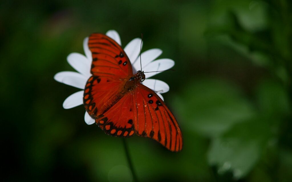 Vibrant Orange Butterfly on White Flower - Nature Wallpaper