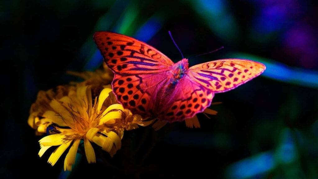 Vibrant Orange Butterfly on Yellow Flower - Stunning Wallpaper Background