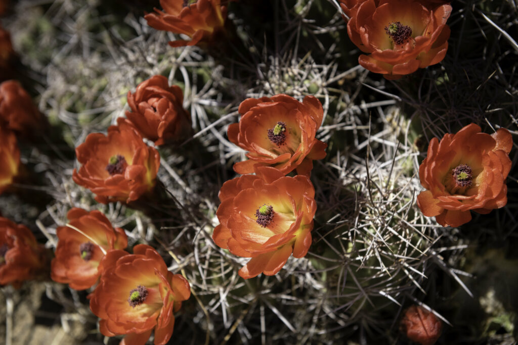 Vibrant Orange Cactus Flowers Macro Wallpaper - Stunning HD Background