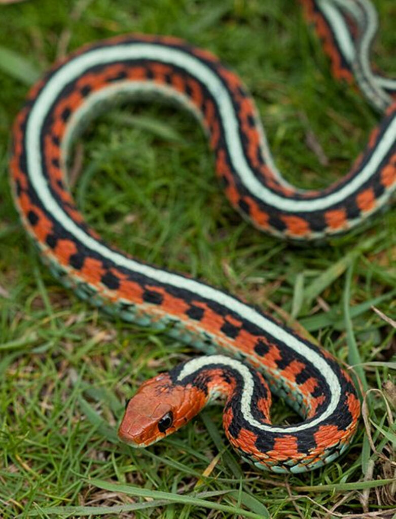 Striking Orange Garter Snake on Vibrant Green Grass Background Wallpaper