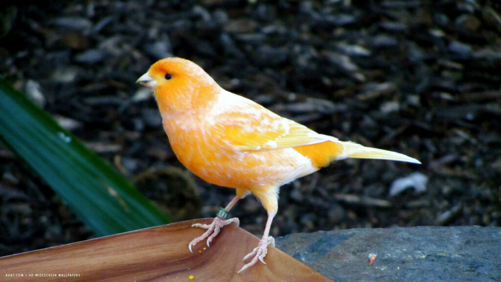 Vibrant Orange Canary on Wood with Bright Natural Background Wallpaper