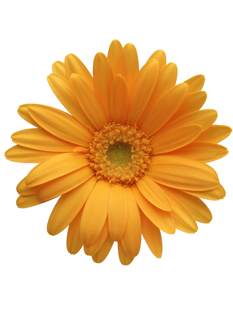 Vibrant Orange Chrysanthemum Wallpaper with Transparent Background