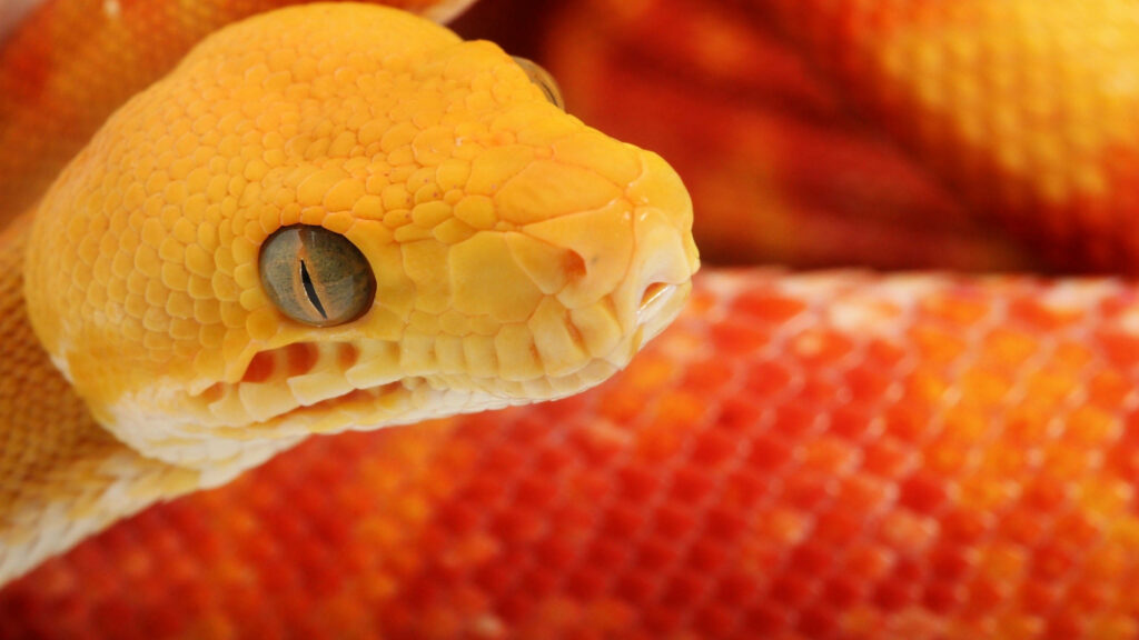 Vibrant Orange Corn Snake Wallpaper: Close-Up of Intricate Patterns