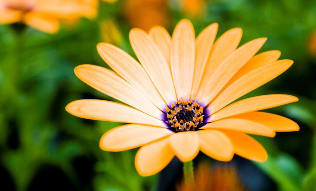 Vibrant Orange Daisy Desktop Background with Blurred Green Backdrop Wallpaper