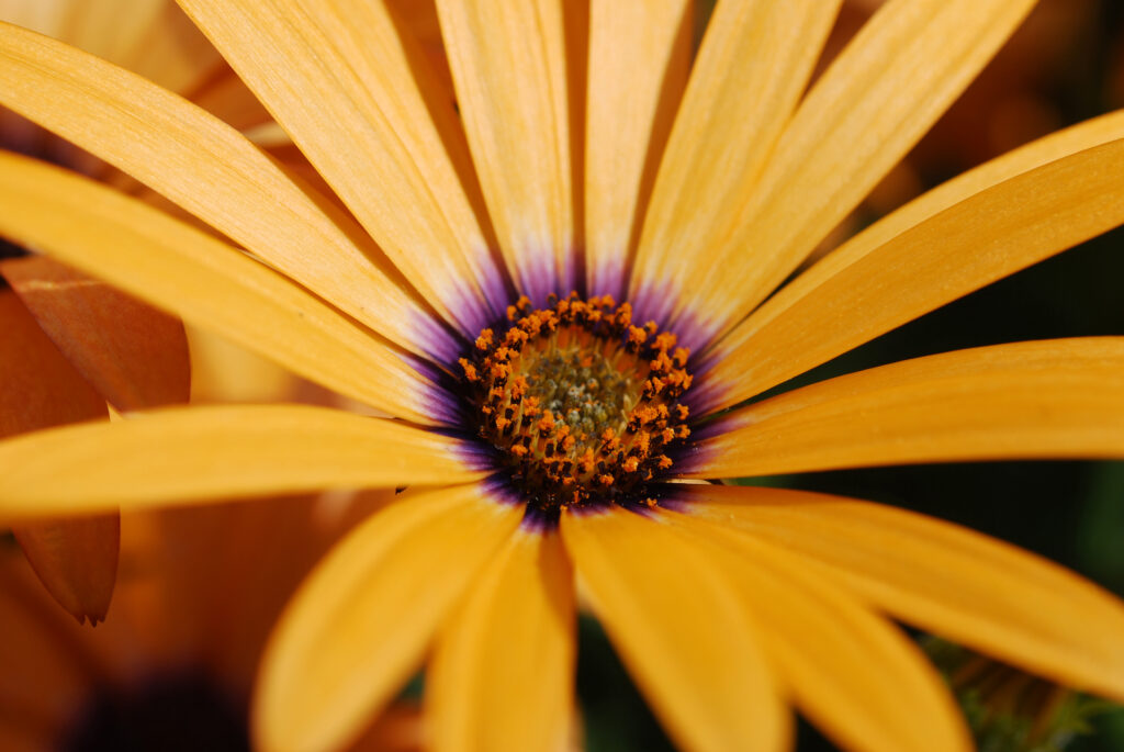 Vibrant Orange Daisy Wallpaper: Macro Detail & Intricate Patterns