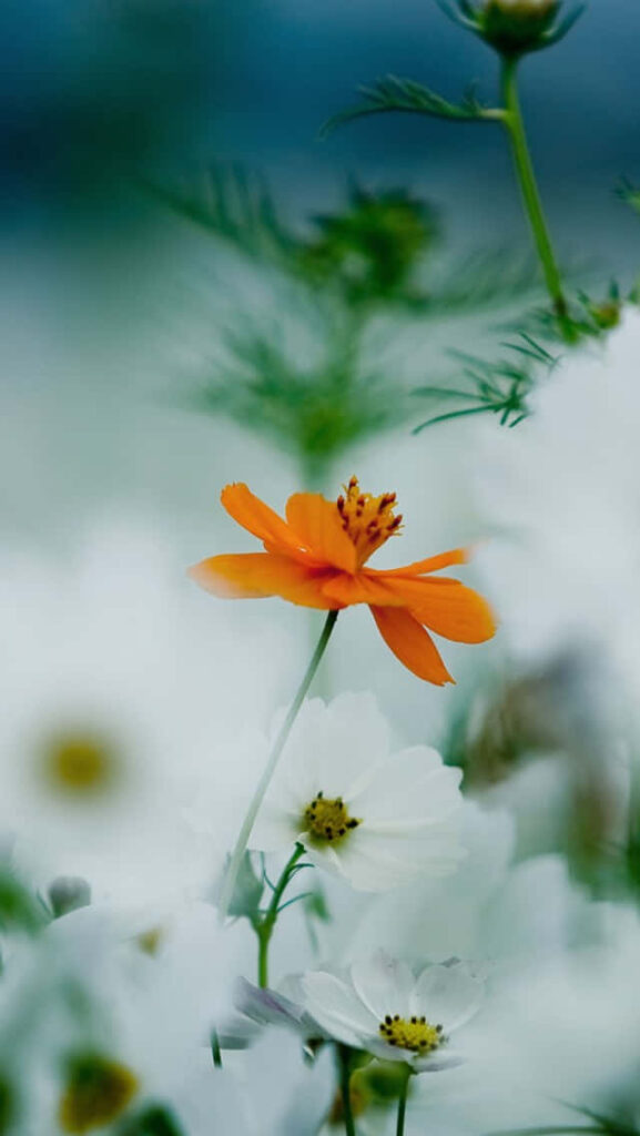 Vibrant Orange Daisy Against Soft White Flower Background Wallpaper