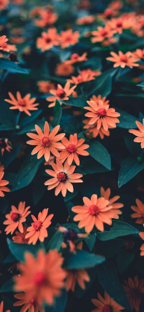 Vibrant iPhone Wallpaper: Lush Orange Daisies & Dark Green Leaves