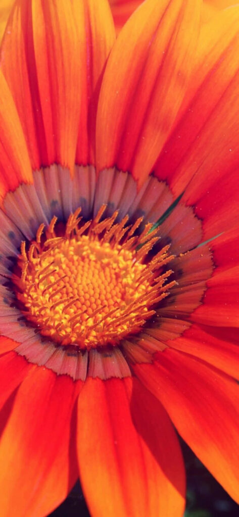 Vibrant Orange Daisy Wallpaper: Brighten Your Device Background