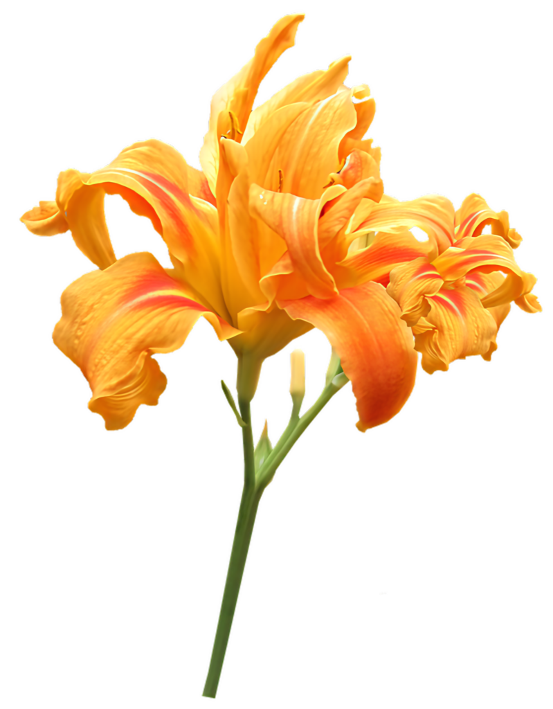 Vibrant Orange Daylily Blossom Wallpaper with Transparent Background